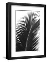 Palms, no. 14-Jamie Kingham-Framed Giclee Print