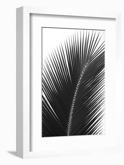 Palms, no. 14-Jamie Kingham-Framed Giclee Print