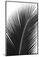 Palms, no. 14-Jamie Kingham-Mounted Giclee Print