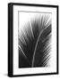 Palms, no. 14-Jamie Kingham-Framed Giclee Print