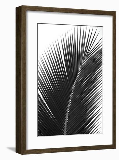 Palms, no. 14-Jamie Kingham-Framed Giclee Print