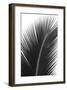 Palms, no. 14-Jamie Kingham-Framed Giclee Print