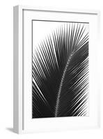 Palms, no. 14-Jamie Kingham-Framed Giclee Print