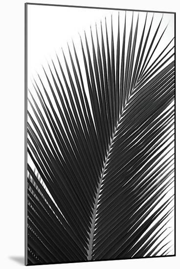 Palms, no. 14-Jamie Kingham-Mounted Giclee Print