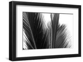Palms, no. 15-Jamie Kingham-Framed Giclee Print