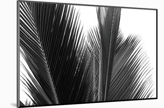 Palms, no. 15-Jamie Kingham-Mounted Giclee Print