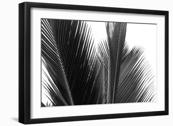 Palms, no. 15-Jamie Kingham-Framed Giclee Print