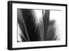 Palms, no. 15-Jamie Kingham-Framed Giclee Print