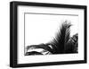 Palms, no. 2-Jamie Kingham-Framed Giclee Print