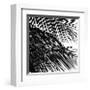 Palms, no. 4 (detail)-Jamie Kingham-Framed Giclee Print