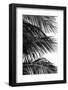 Palms, no. 4-Jamie Kingham-Framed Giclee Print