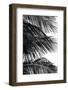 Palms, no. 4-Jamie Kingham-Framed Giclee Print