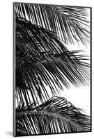 Palms, no. 4-Jamie Kingham-Mounted Giclee Print