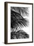 Palms, no. 4-Jamie Kingham-Framed Giclee Print