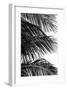 Palms, no. 4-Jamie Kingham-Framed Giclee Print