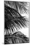Palms, no. 4-Jamie Kingham-Mounted Giclee Print