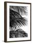 Palms, no. 4-Jamie Kingham-Framed Giclee Print