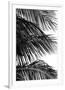 Palms, no. 4-Jamie Kingham-Framed Giclee Print