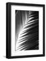 Palms, no. 6-Jamie Kingham-Framed Giclee Print