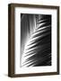 Palms, no. 6-Jamie Kingham-Framed Giclee Print