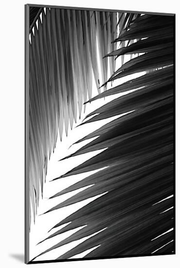 Palms, no. 6-Jamie Kingham-Mounted Giclee Print