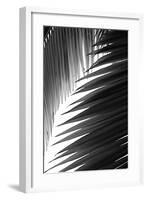 Palms, no. 6-Jamie Kingham-Framed Giclee Print