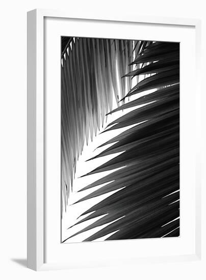 Palms, no. 6-Jamie Kingham-Framed Giclee Print