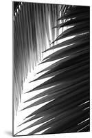 Palms, no. 6-Jamie Kingham-Mounted Giclee Print