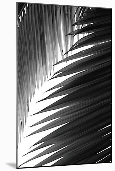 Palms, no. 6-Jamie Kingham-Mounted Giclee Print