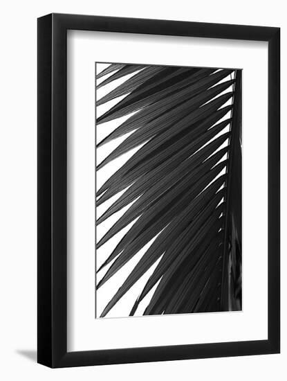 Palms, no. 7-Jamie Kingham-Framed Giclee Print