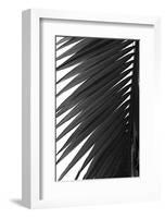 Palms, no. 7-Jamie Kingham-Framed Giclee Print