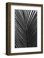 Palms, no. 9-Jamie Kingham-Framed Giclee Print