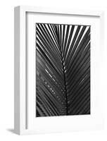 Palms, no. 9-Jamie Kingham-Framed Giclee Print