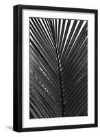 Palms, no. 9-Jamie Kingham-Framed Giclee Print