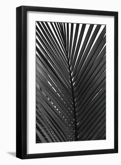 Palms, no. 9-Jamie Kingham-Framed Giclee Print