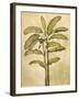 Palms of the Tropics II-Jill Deveraux-Framed Art Print