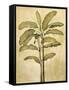 Palms of the Tropics II-Jill Deveraux-Framed Stretched Canvas