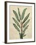 Palms of the Tropics IV-Jill Deveraux-Framed Art Print