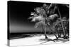 Palms on a White Sand Beach in Key West - Florida-Philippe Hugonnard-Stretched Canvas