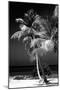 Palms on a White Sand Beach in Key West - Florida-Philippe Hugonnard-Mounted Photographic Print