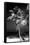 Palms on a White Sand Beach in Key West - Florida-Philippe Hugonnard-Framed Stretched Canvas