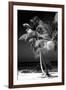 Palms on a White Sand Beach in Key West - Florida-Philippe Hugonnard-Framed Photographic Print