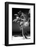 Palms on a White Sand Beach in Key West - Florida-Philippe Hugonnard-Framed Photographic Print