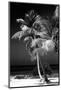 Palms on a White Sand Beach in Key West - Florida-Philippe Hugonnard-Mounted Photographic Print