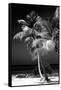 Palms on a White Sand Beach in Key West - Florida-Philippe Hugonnard-Framed Stretched Canvas