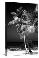 Palms on a White Sand Beach in Key West - Florida-Philippe Hugonnard-Stretched Canvas