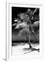 Palms on a White Sand Beach in Key West - Florida-Philippe Hugonnard-Framed Premium Photographic Print