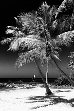 https://imgc.allpostersimages.com/img/posters/palms-on-a-white-sand-beach-in-key-west-florida_u-L-PZ4OF30.jpg?artPerspective=n