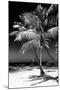 Palms on a White Sand Beach in Key West - Florida-Philippe Hugonnard-Mounted Photographic Print