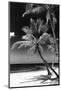 Palms on a White Sand Beach in Key West - Florida-Philippe Hugonnard-Mounted Photographic Print